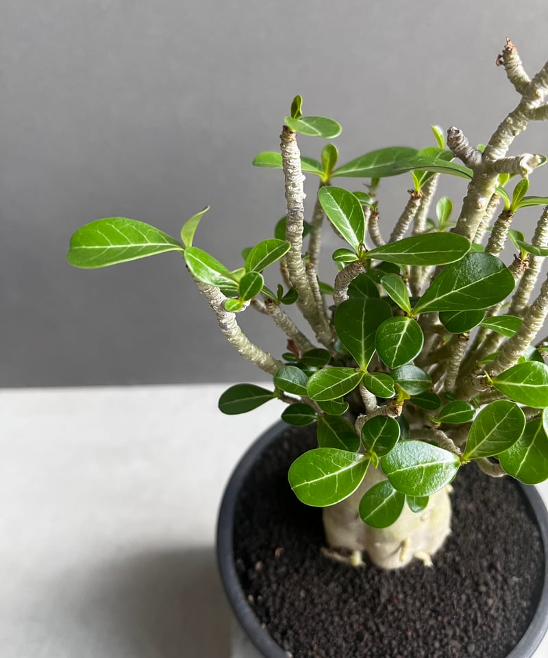 親父93　　斑入り　アデニウム・オベスム　 Adenium Ｏbesum 親父93 斑入り アデニウム・オベスム Adenium Obesum