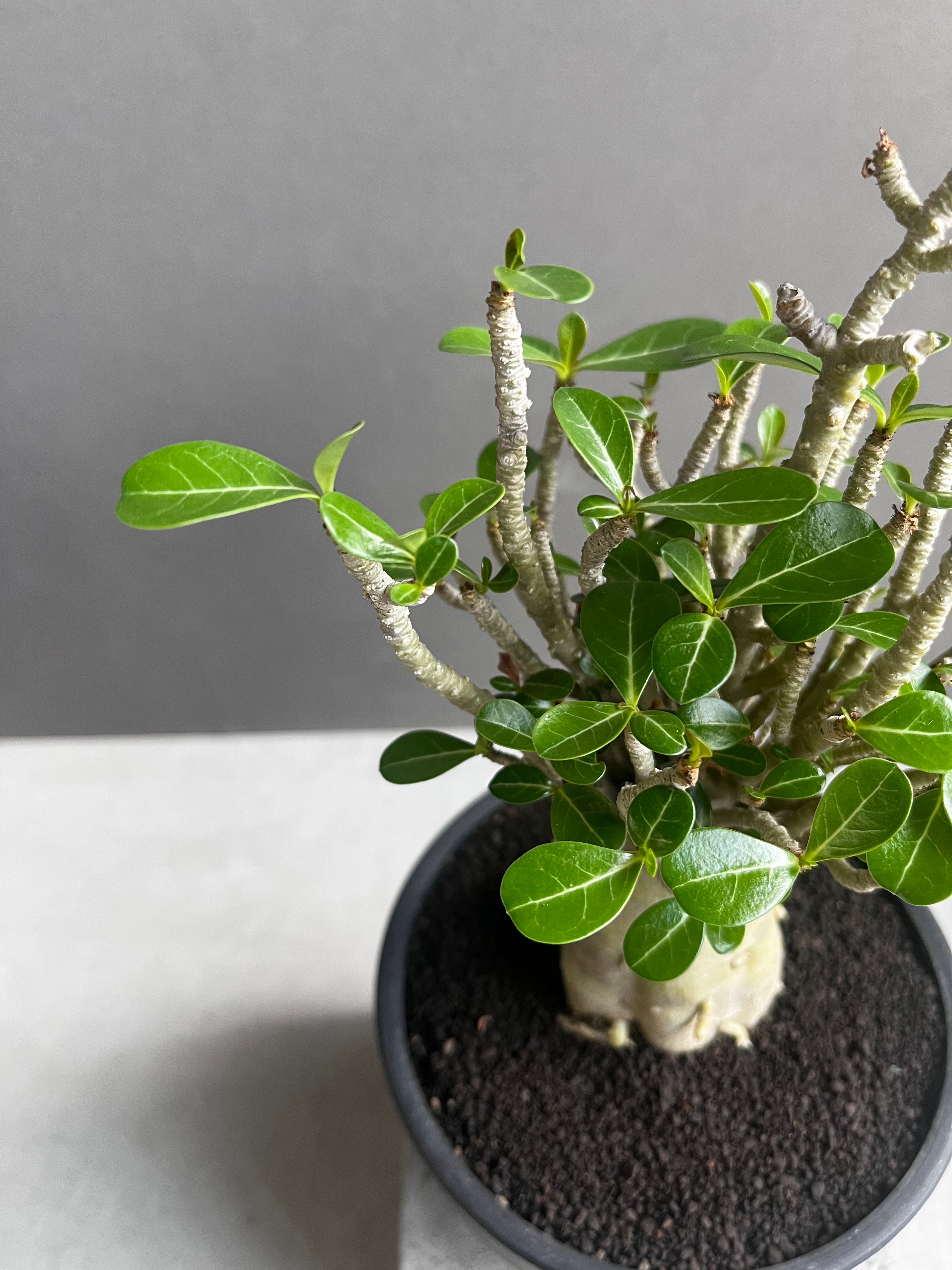 アデニウム オベスム スモールリーフ “選抜個体” 「Adenium obesum