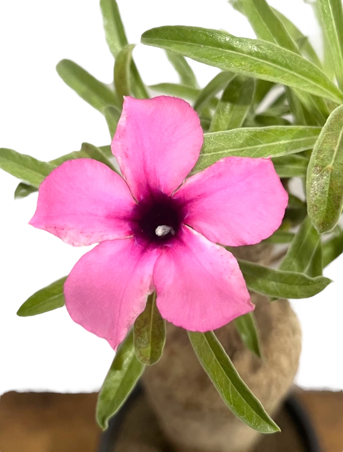 アデニウム.スワジクム ◾︎アデニウム スワジクム Adenium swazicum スワジランド原産