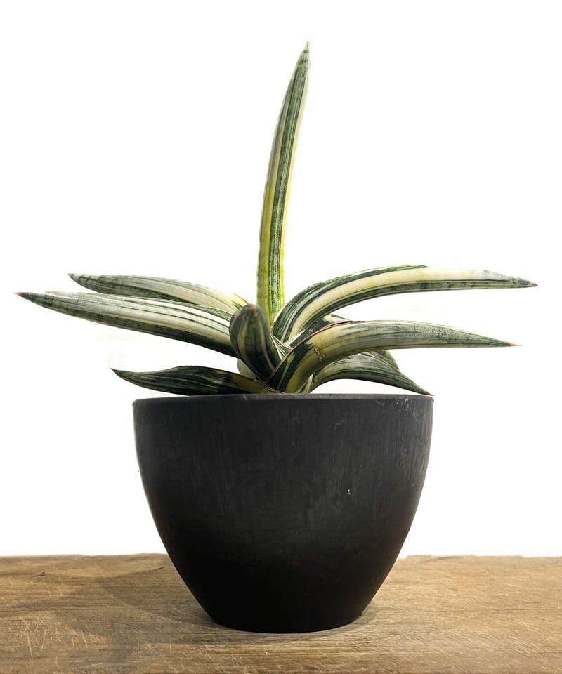 サンセベリア lav.1970 白斑入「Sansevieria lav. 1970 White