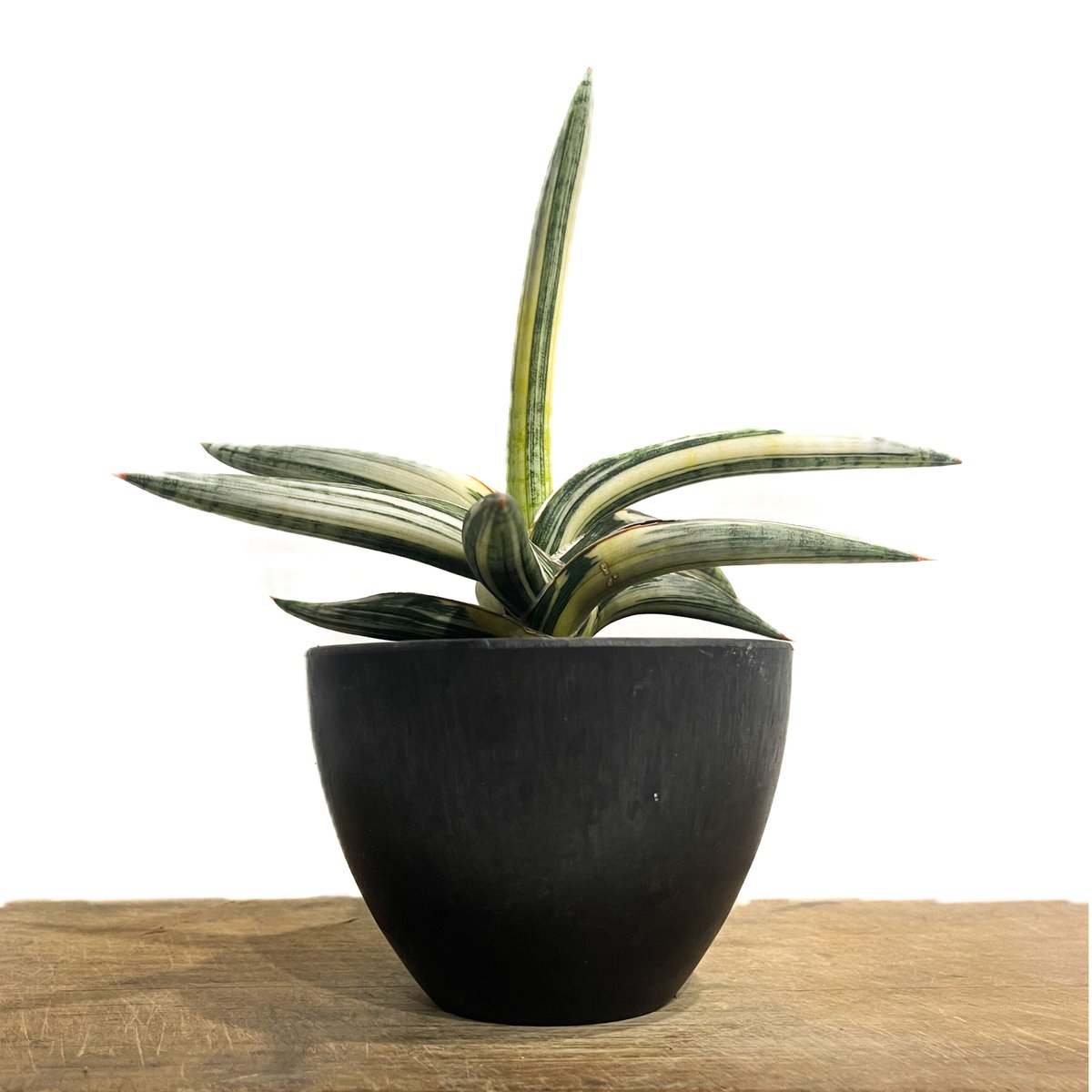 サンセベリア lav.1970 白斑入「Sansevieria lav. 1970 White