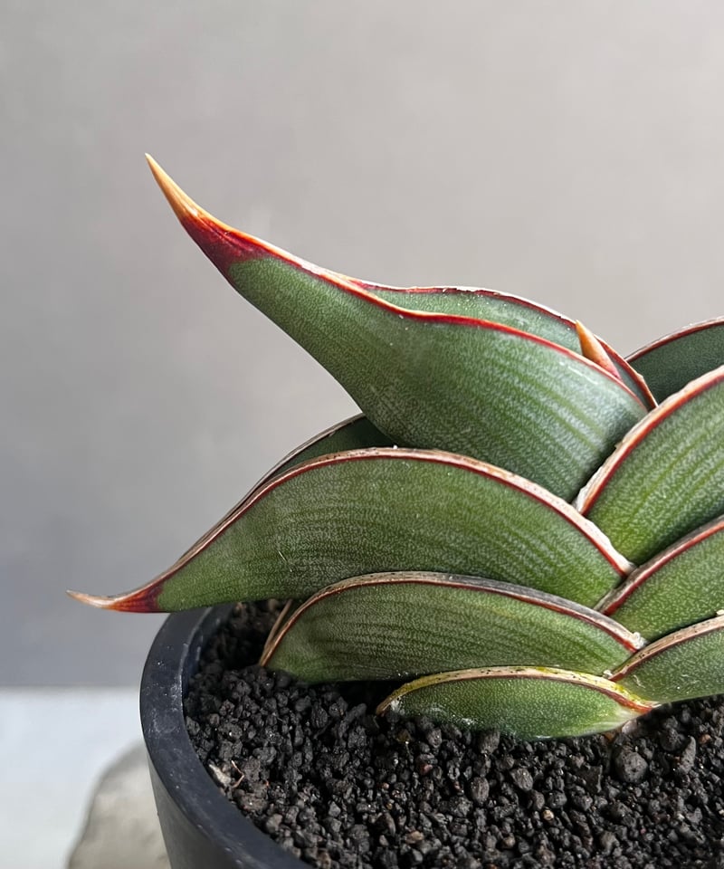 サンセベリア ロリダ 「Sansevieria rorida」45Z | SHOUCHIKUEN