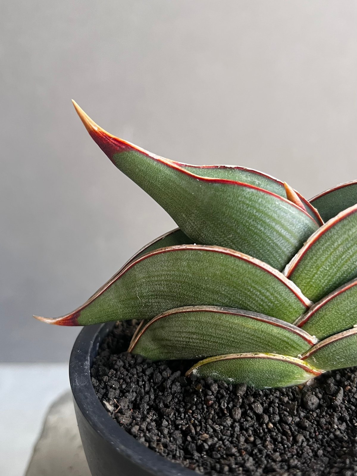 サンセベリア ロリダ 「Sansevieria rorida」45Z | SHOUCHIKUEN サンセベリア ロリダ 「Sansevieria rorida」45Z | SHOUCHIKUEN