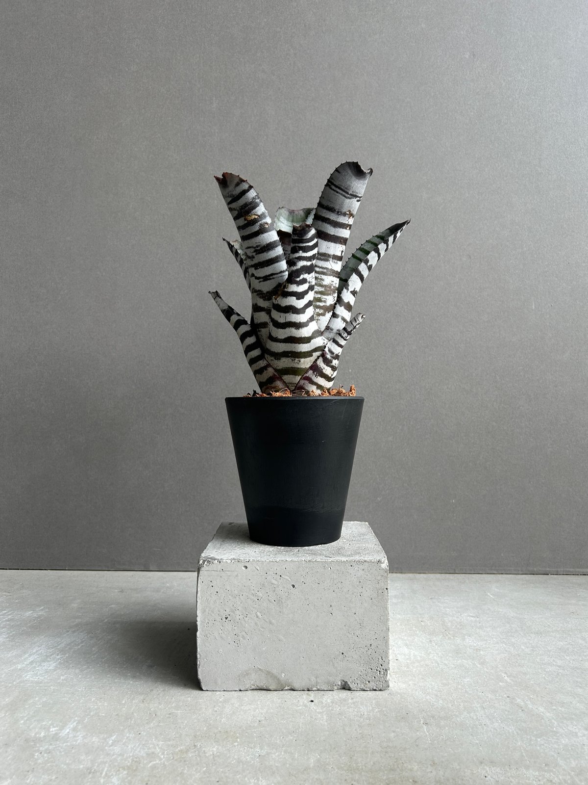 エクメア チャンティニー ブラック セレクト 「Aechmea chantinii Black