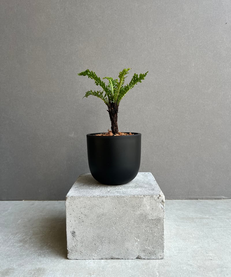 ブレクナム ギッバム ドワーフ 「Blechnum gibbum Dwarf 」62C | S