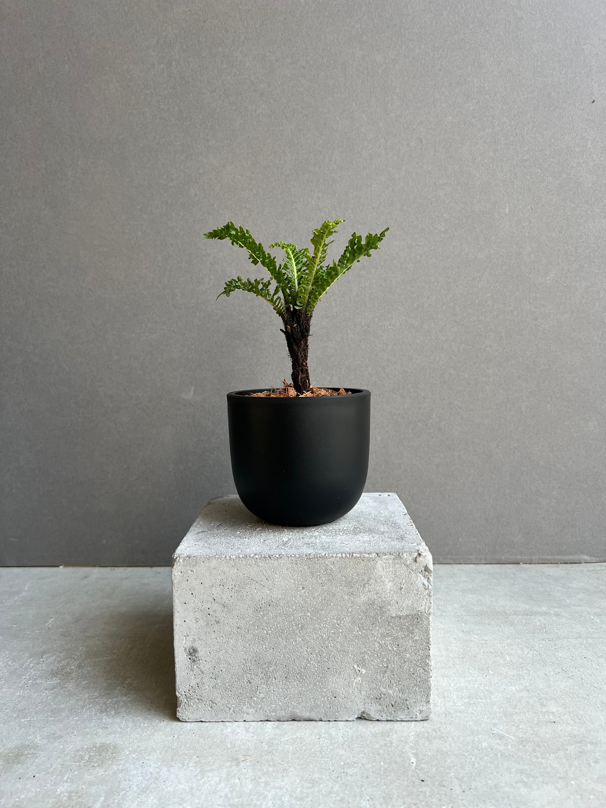 ブレクナム ギッバム ドワーフ 「Blechnum gibbum Dwarf 」62C
