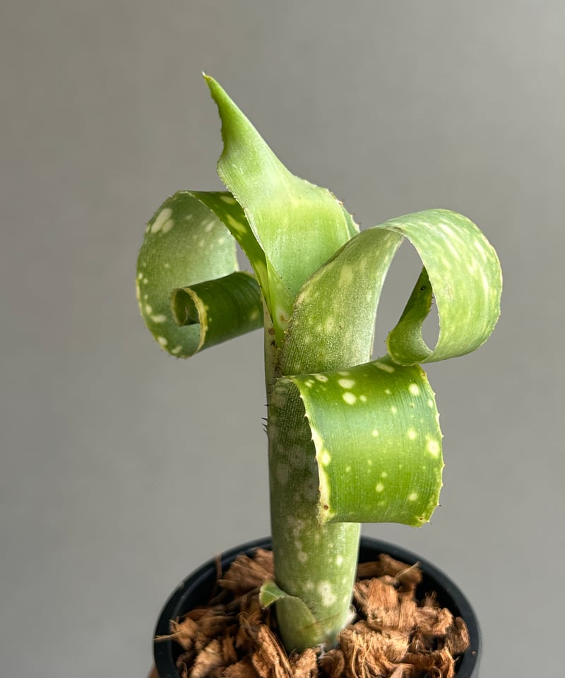 ビルベルギア レプトポーダ 「Billbergia leptopoda」92K | SHOUC