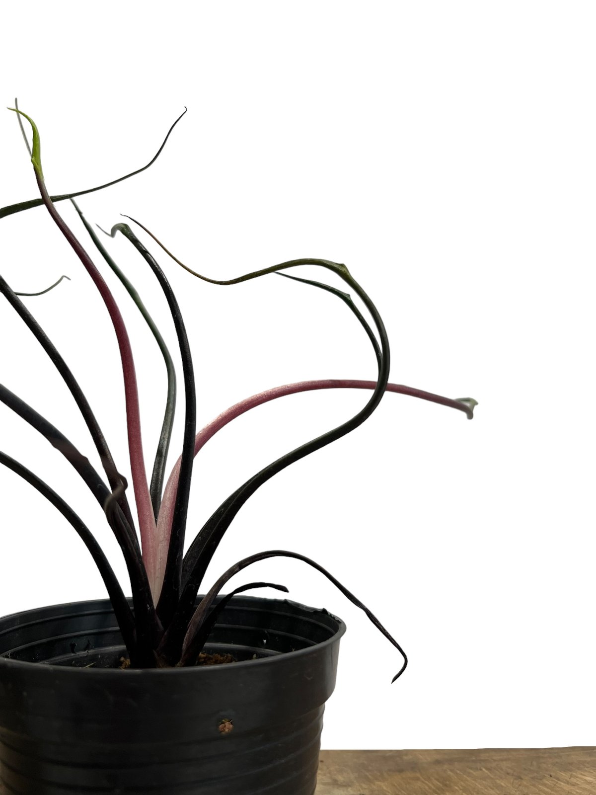 アロカシア プランバエ 'フライングスクイッド' 「Alocasia plumbae