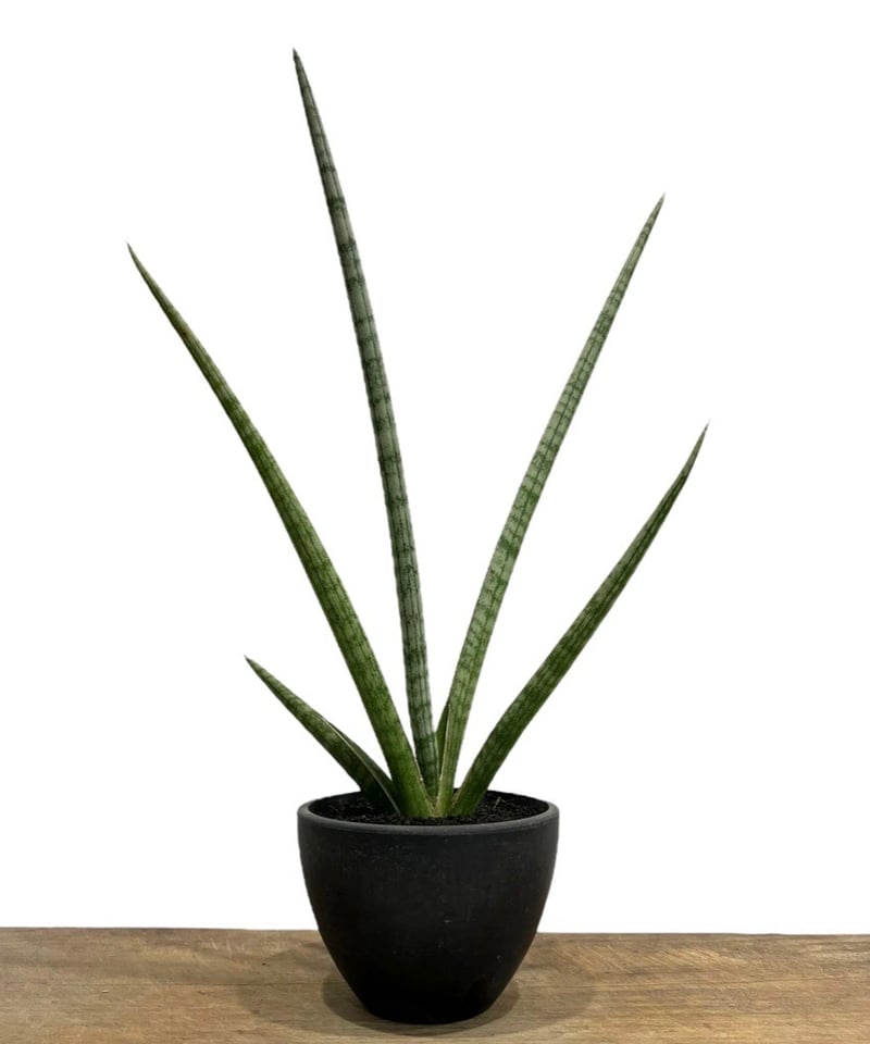 サンセベリア トライデント 「Sansevieria Trident (by Adisak)
