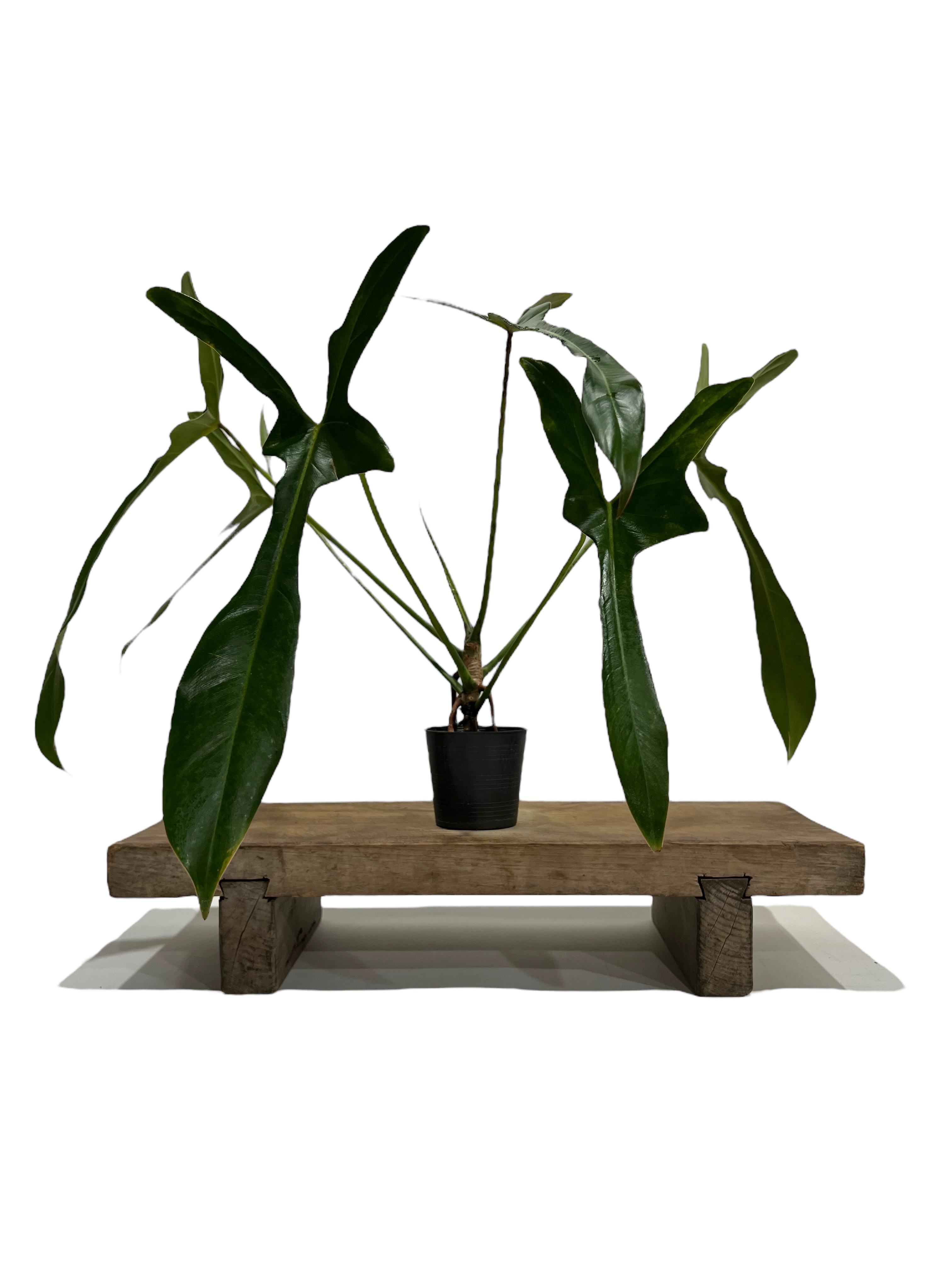 フィロデンドロン　ロンギロバトム ‘レラノ ミヤノ’　親木出品 フィロデンドロン ロンギロバトム 'レラノ ミヤノ' 「Philodendron