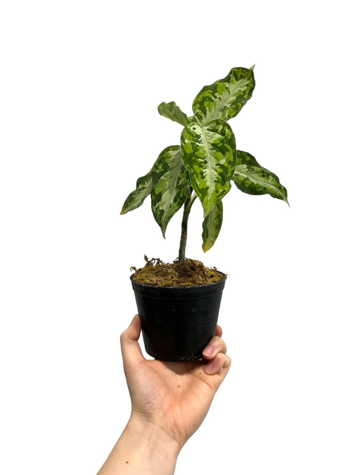 アグラオネマピクタム Aglaonema pictum トリカラーマルチカラー Aglaonema pictum tricolor(アグラオネマ ピクタム トリカラー