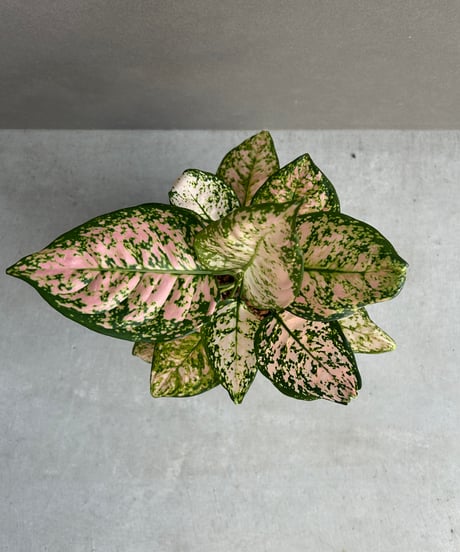 CATEGORY アグラオネマ | SHOUCHIKUEN