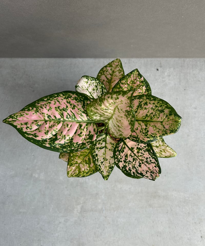 アグラオネマ ベビー ピンク 「Aglaonema Baby Pink」83I | SHOUC