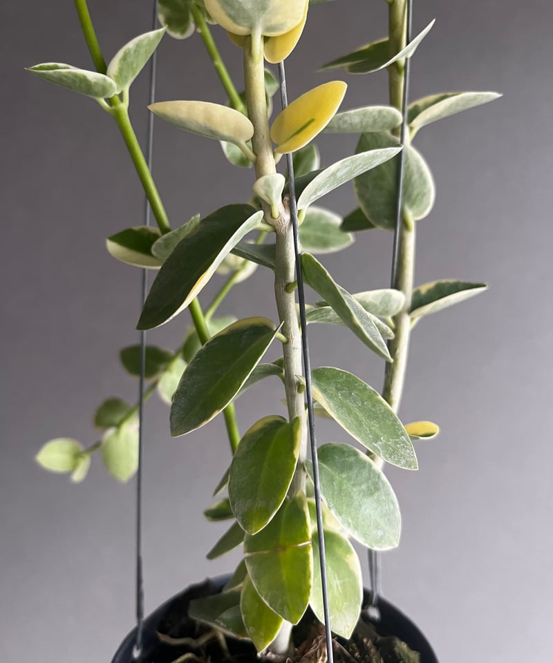 ホヤ クミンギアナ アルボマルギナータ 「Hoya cumingiana albomargin