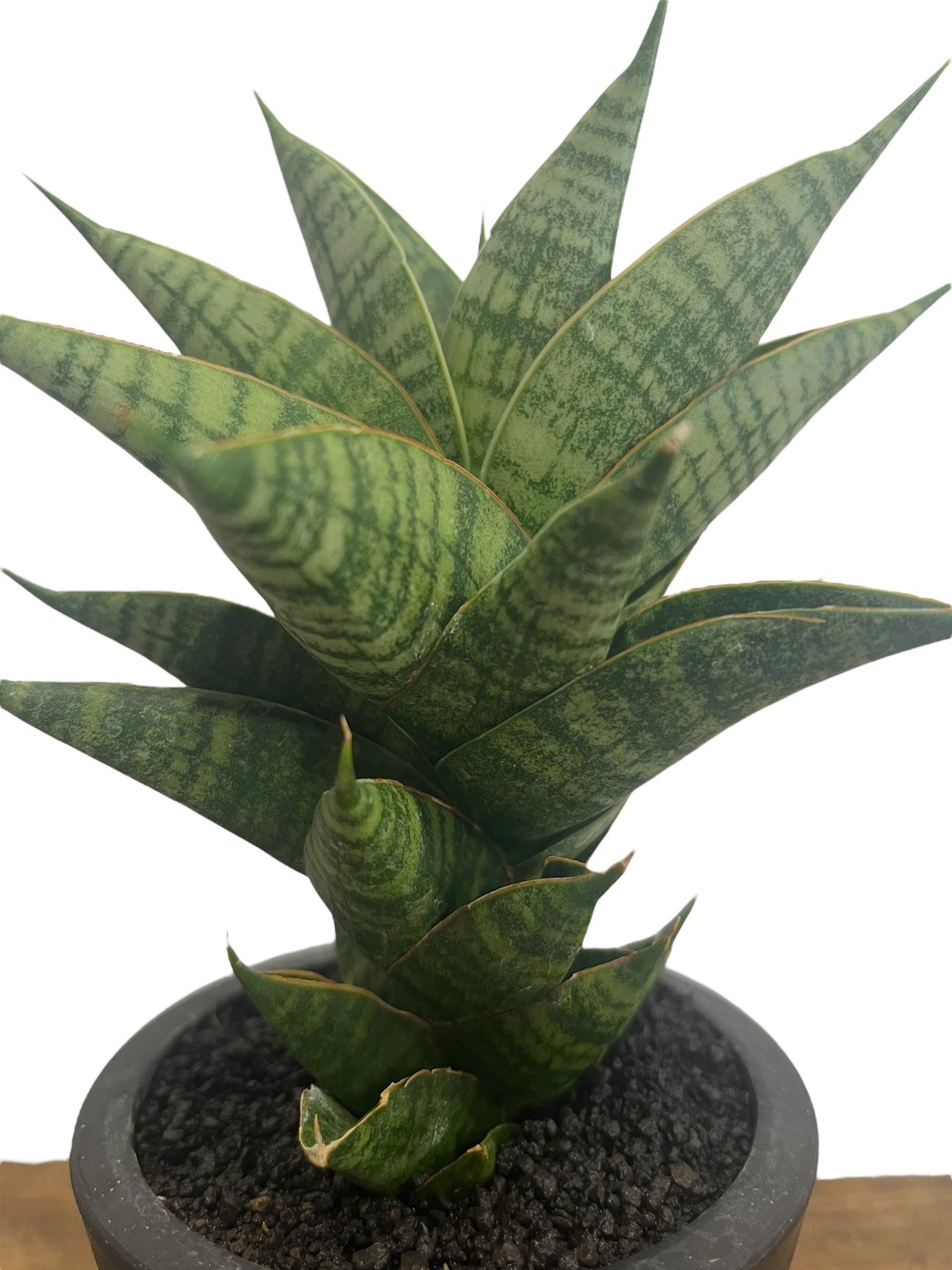 サンセベリア シンドロ 「Sansevieria Sindro 」23U | SHOUCHIKUEN