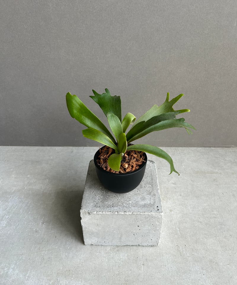 ウィリンキー　ビカクシダ ビカクシダ ウィリンキー cv. I ツビッキー 18「Platycerium