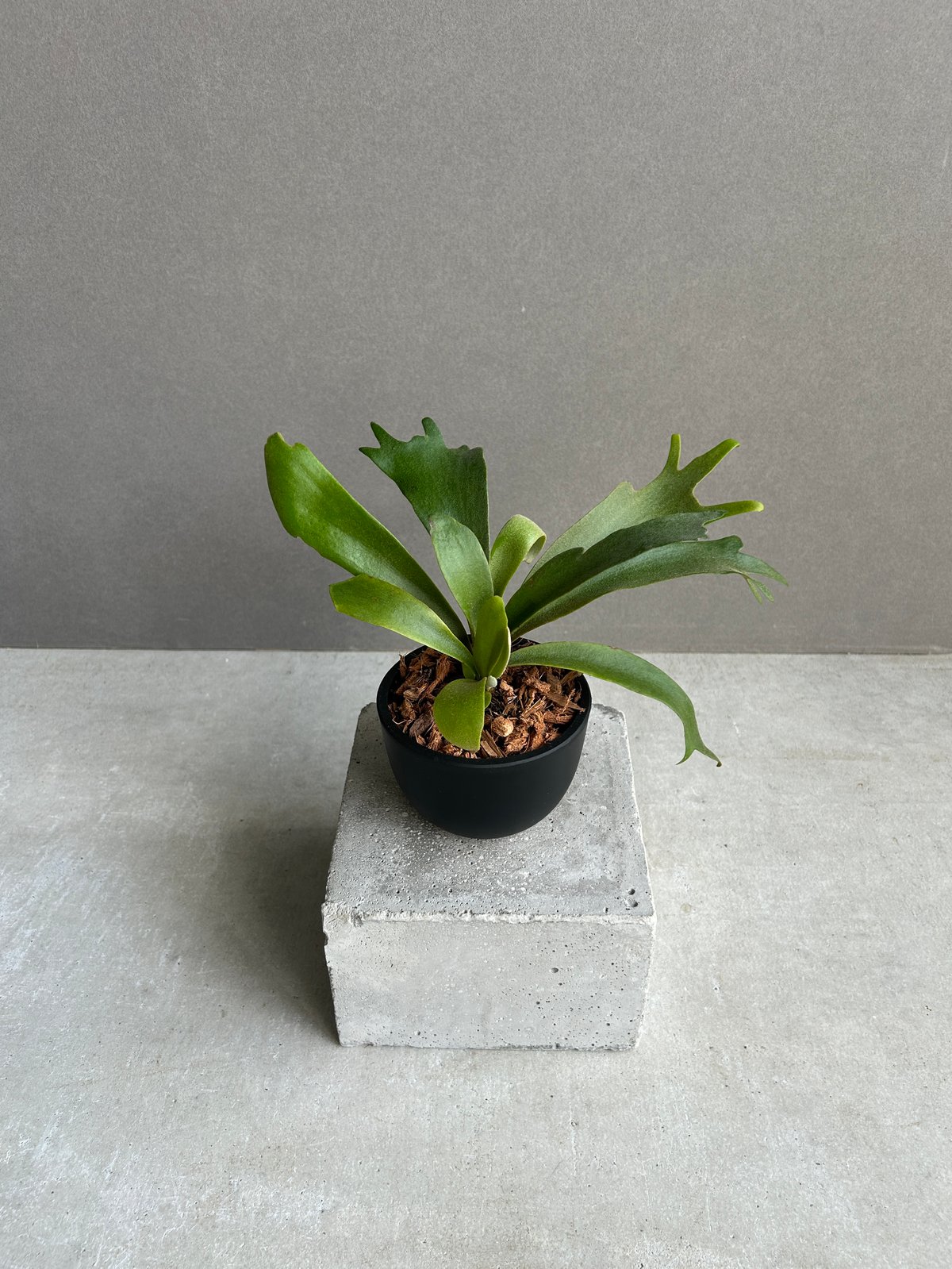 ビカクシダ P.willinckii cv. North Star Sporeling ビカクシダ ウィリンキー cv. ノース スター スポアリング セレクト「P