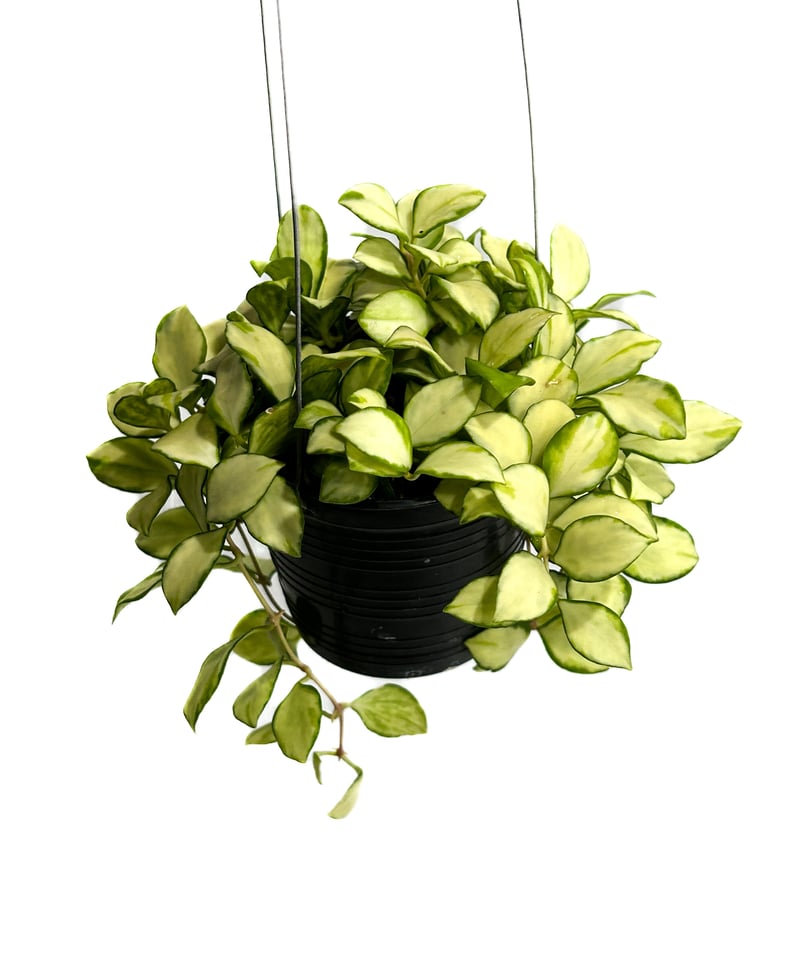 ホヤ ヘウスケリアナ 斑入「Hoya heuschkeliana var.」4/17-332