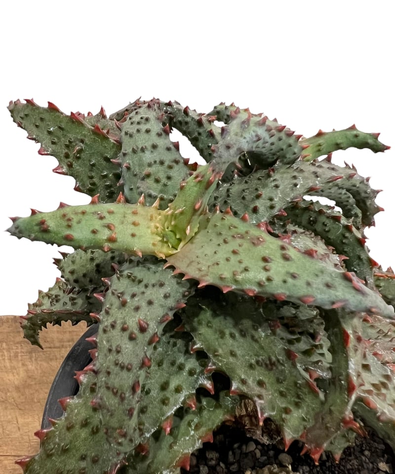 アロエhyb(ハイブリッド)② (アロエ ハイブリッド aloe hybrid アロエhyb(ハイブリッド)② (アロエ ハイブリッド aloe hybrid