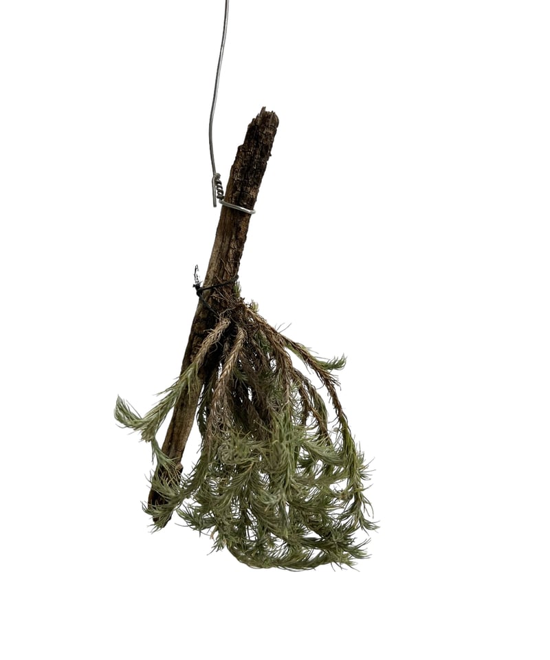 専用Tillandsia Tricholepis 速達発送 Introducing Tillandsia released on November 26, 2025 - YouTube