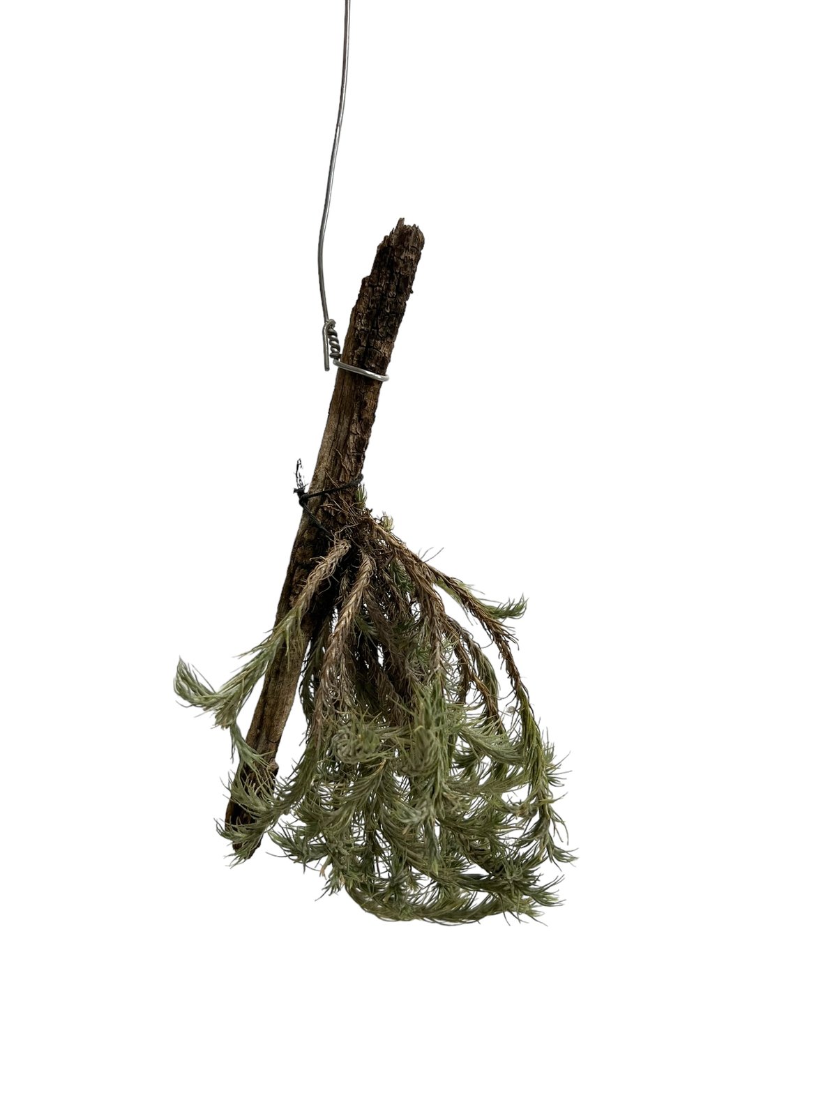 ティランジア トリコレビス「Tillandsia tricholepis 」96H | SHO