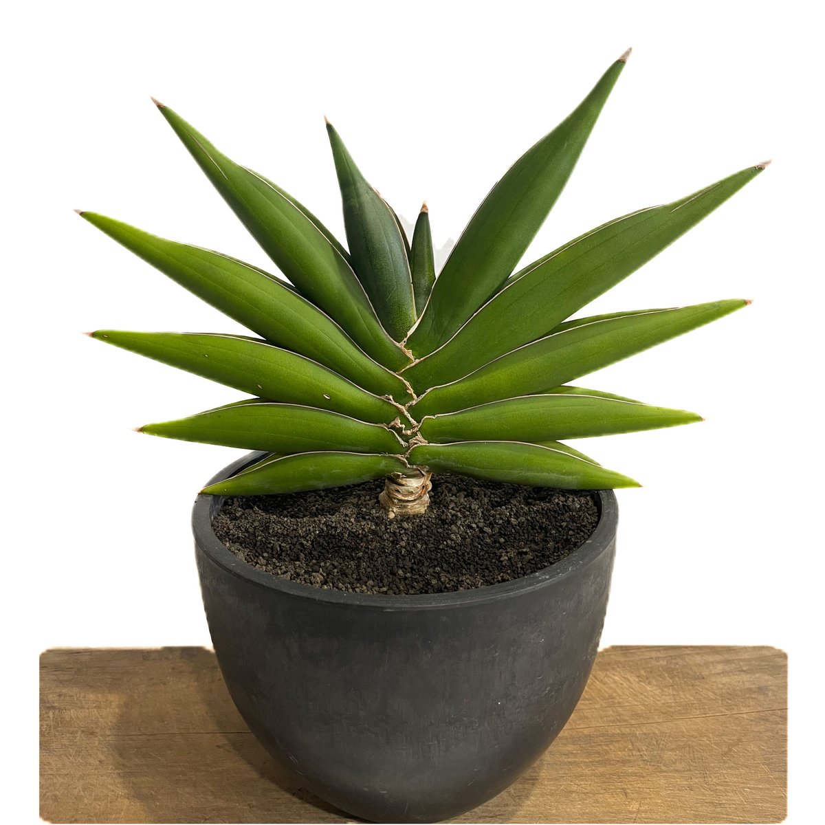 サンスベリア ブルーダ サンセベリア sansevieria 斑入り 観葉 植物