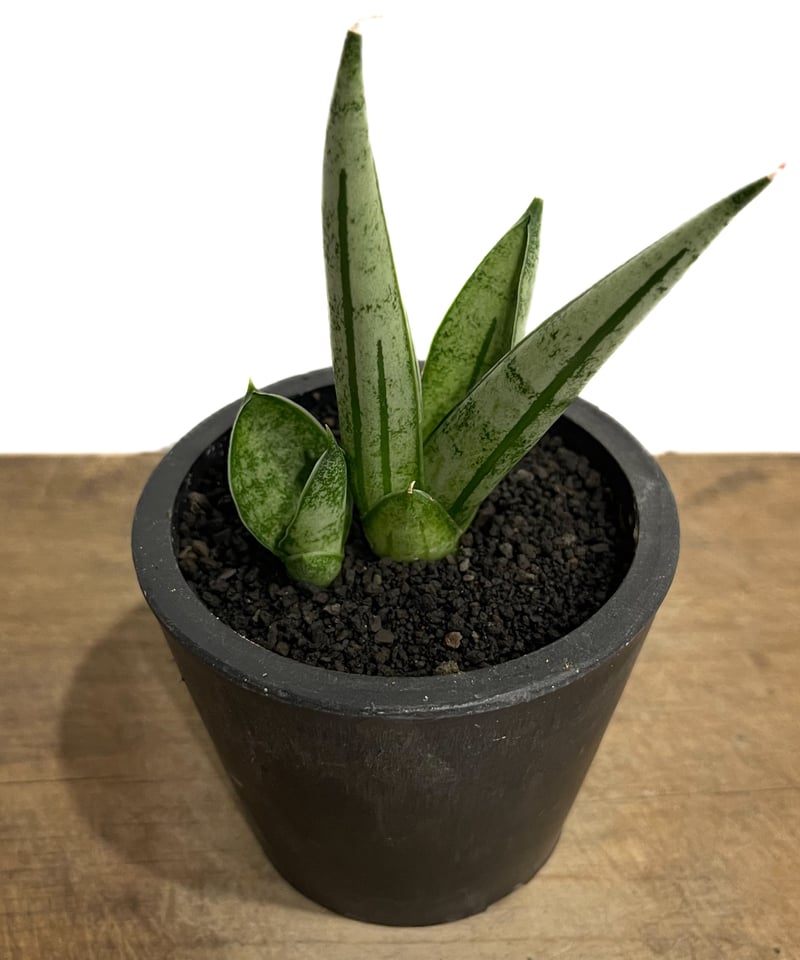 サンセベリア ジュピター「Sansevieria Jupiter」70G-1 | SHOUCH サンセベリア ジュピター「Sansevieria Jupiter」70G-1 | SHOUCH