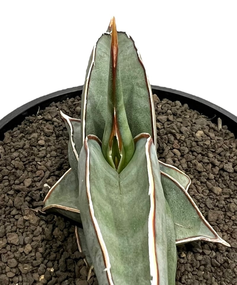 サンセベリア ロリダ 「Sansevieria rorida」73h | SHOUCHIKUEN