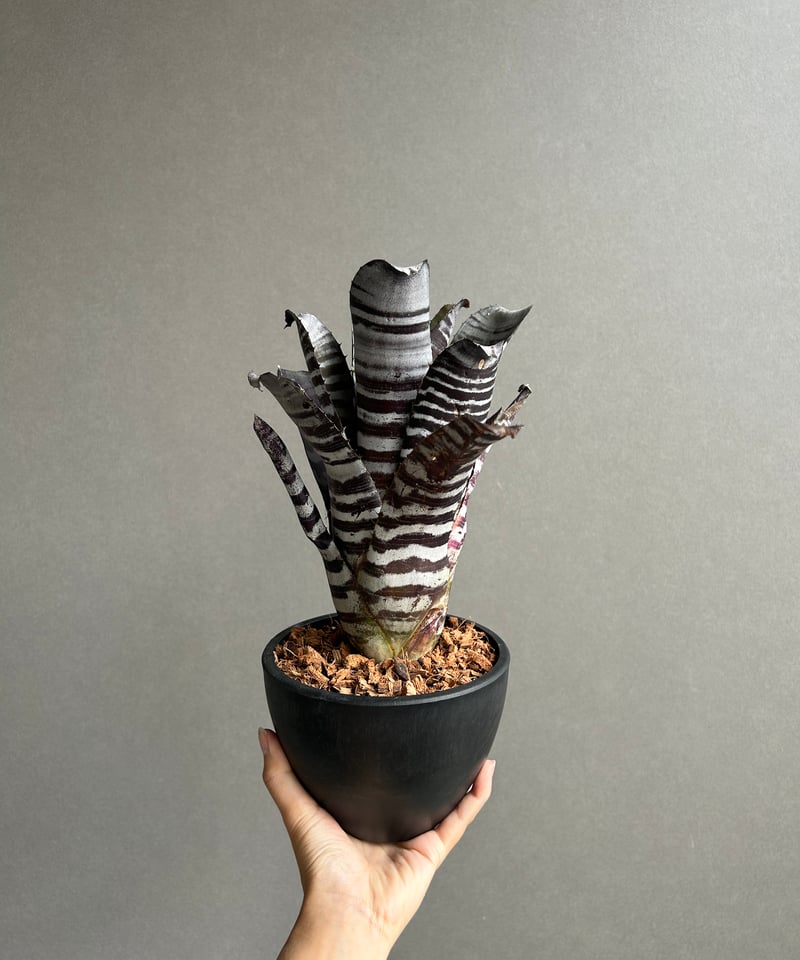 エクメア チャンティニー ブラック セレクト 「Aechmea chantinii Black