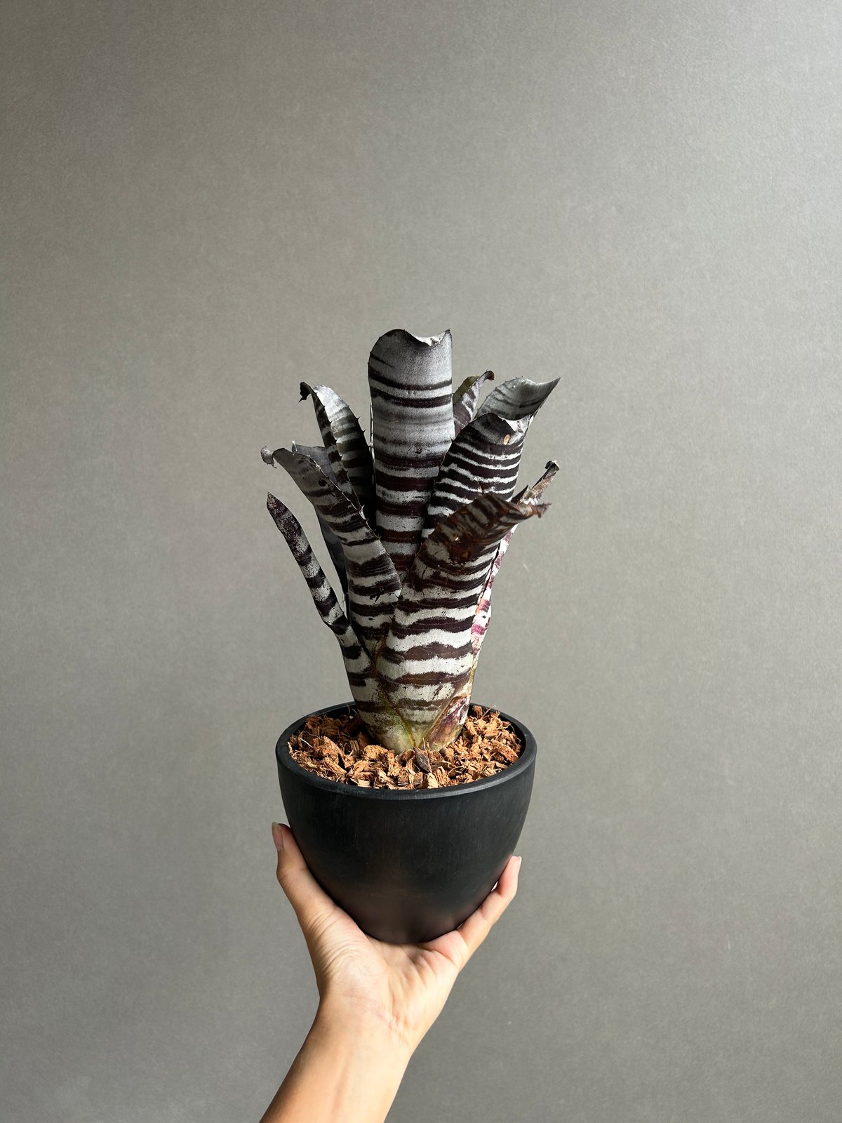 エクメア チャンティニー ブラック セレクト 「Aechmea chantinii Black