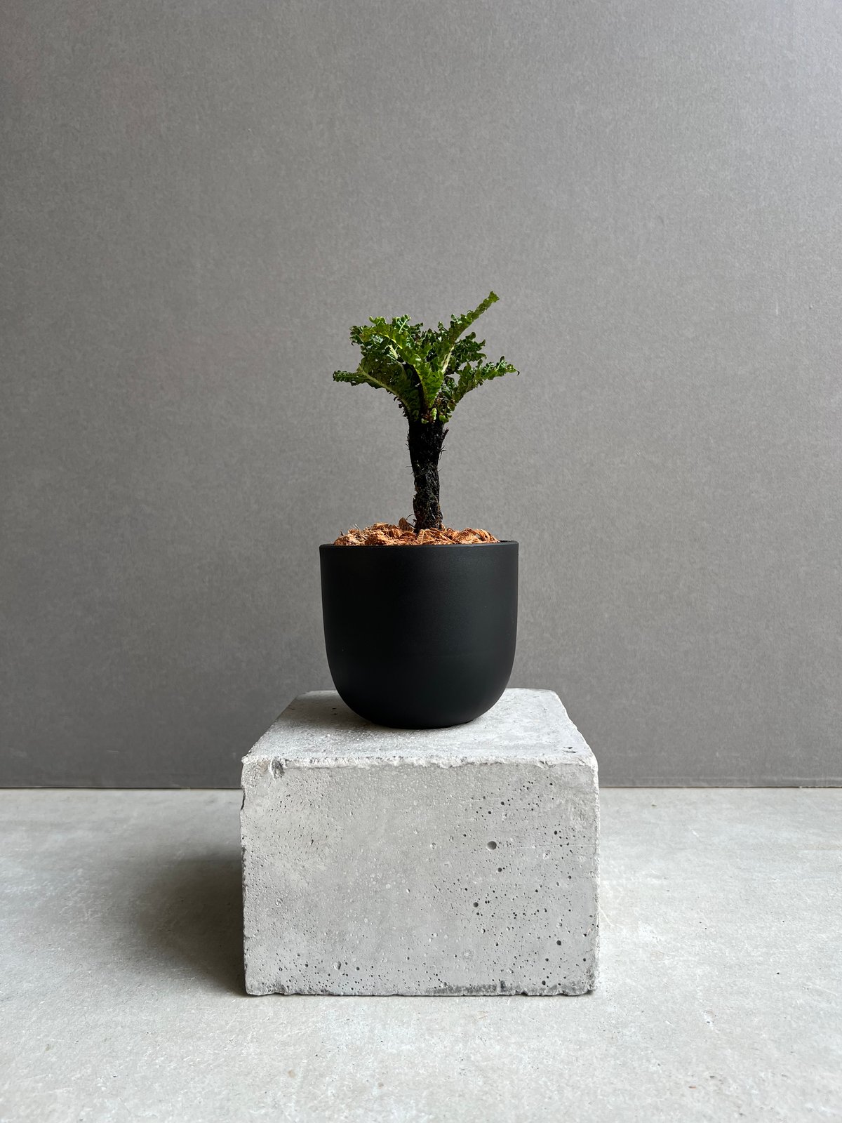 ブレクナム ギッバム ドワーフ 「Blechnum gibbum Dwarf 」23E | S