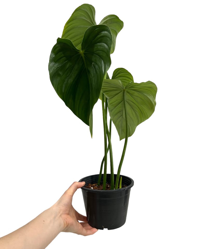 フィロデンドロン ペルタツム 「Philodendron peltatum」43K | SHO