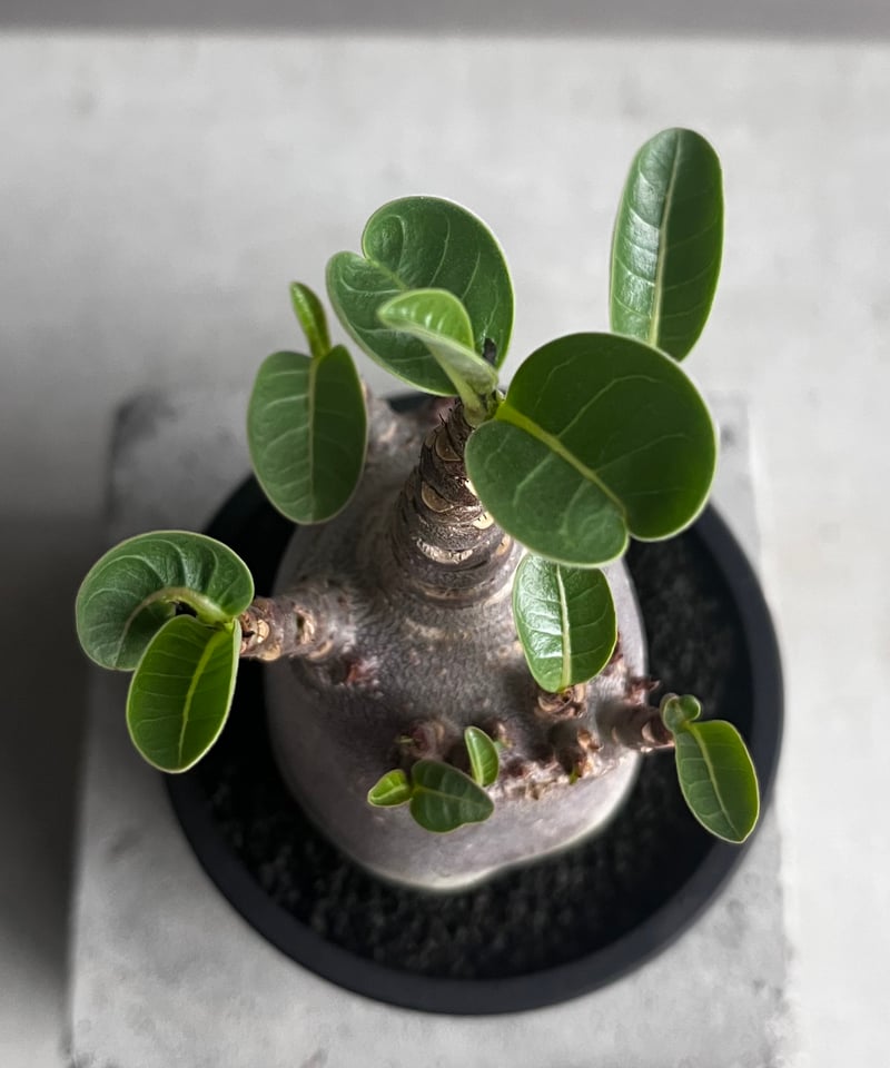 かいかい【激レア/ドワーフ 】アデニウムアラビカム スーパーレッドC10 かいかい様 専用【激レア/ドワーフ 】アデニウムアラビカム