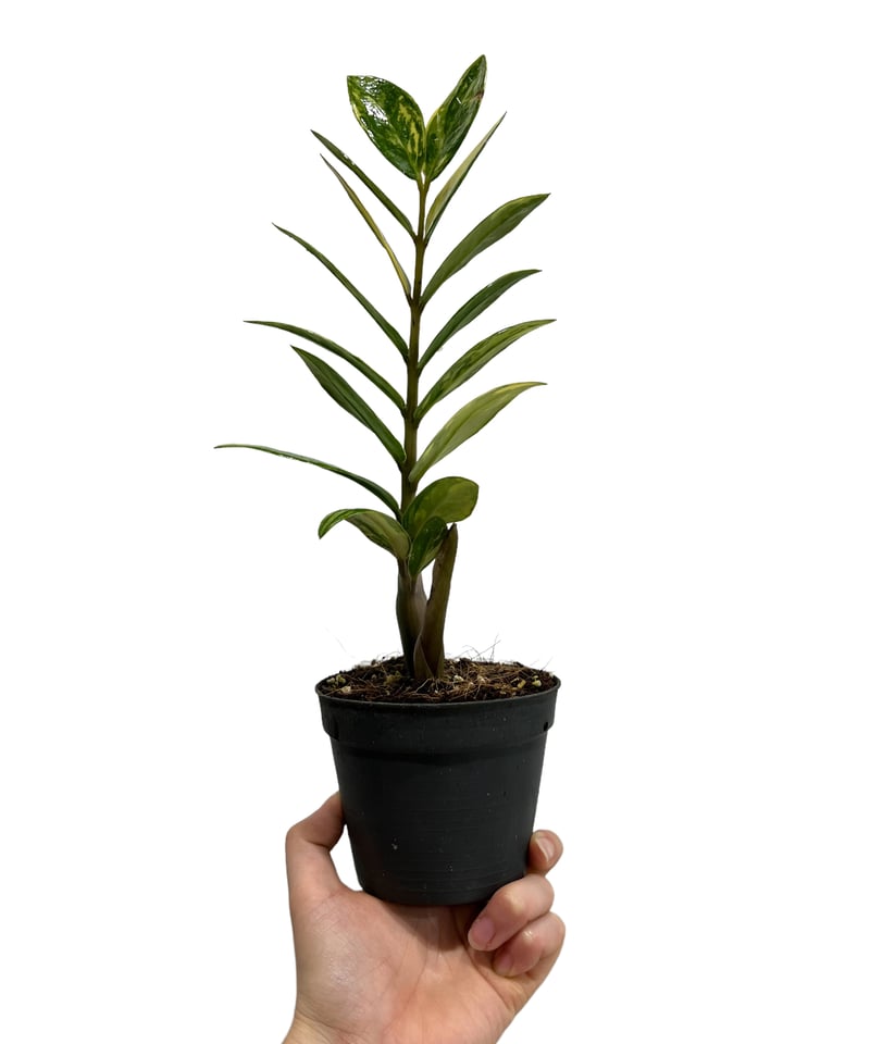 ザミオクルカス 斑入 「Zamioculcas Zamiifolia Variegated」3