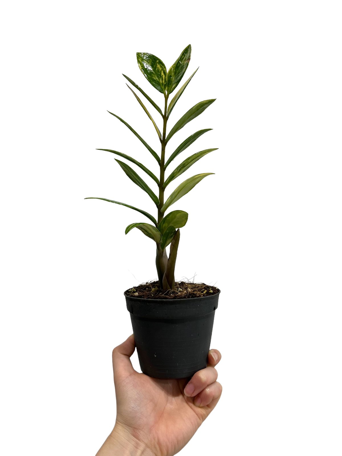 ザミオクルカス 斑入 「Zamioculcas Zamiifolia Variegated」3