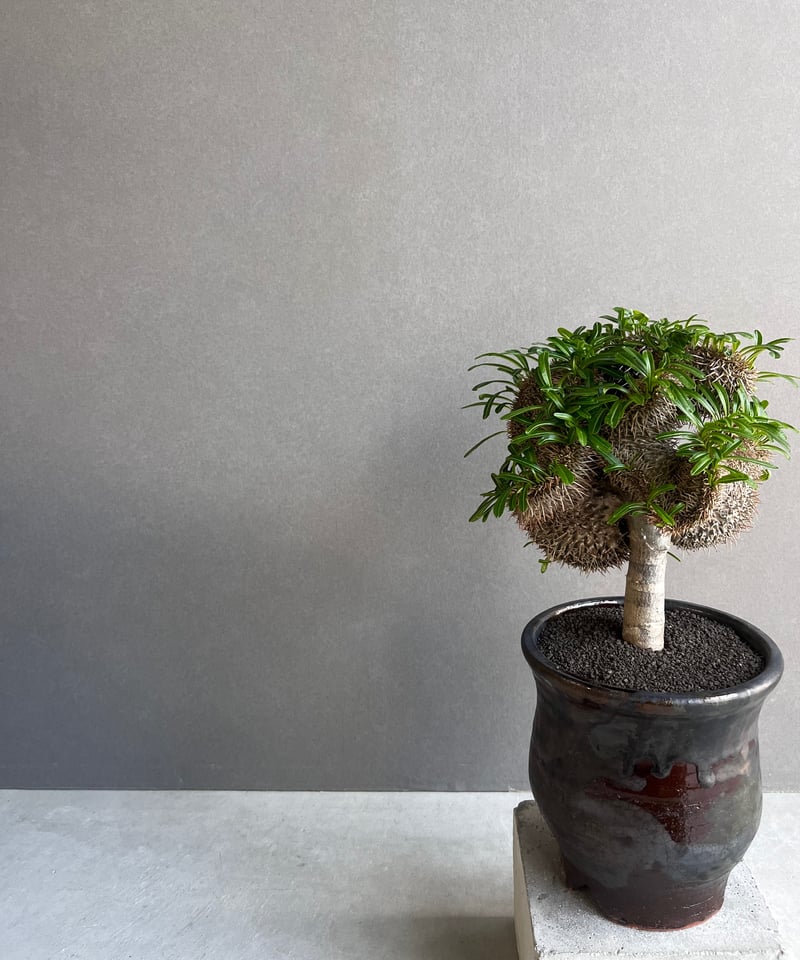 パキポディウム ラメリー 綴化 +YON-HACHI (Masaki Tomabechi)