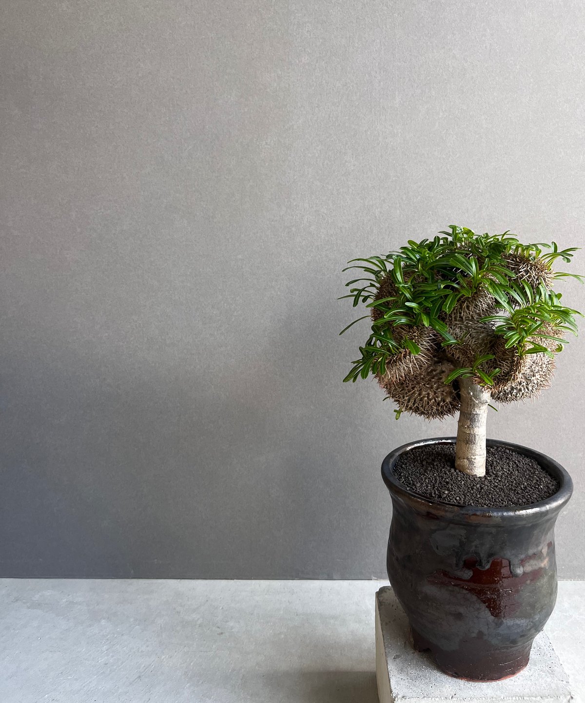 カ〜ジマン様【バケモノ株】パキポディウム ラメリー 綴化 カ〜ジマン