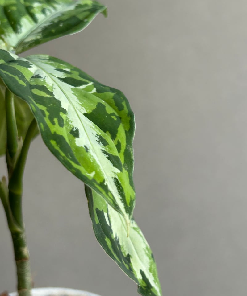 アグラオネマ ピクタム トリカラー + ground「Aglaonema pictum tri