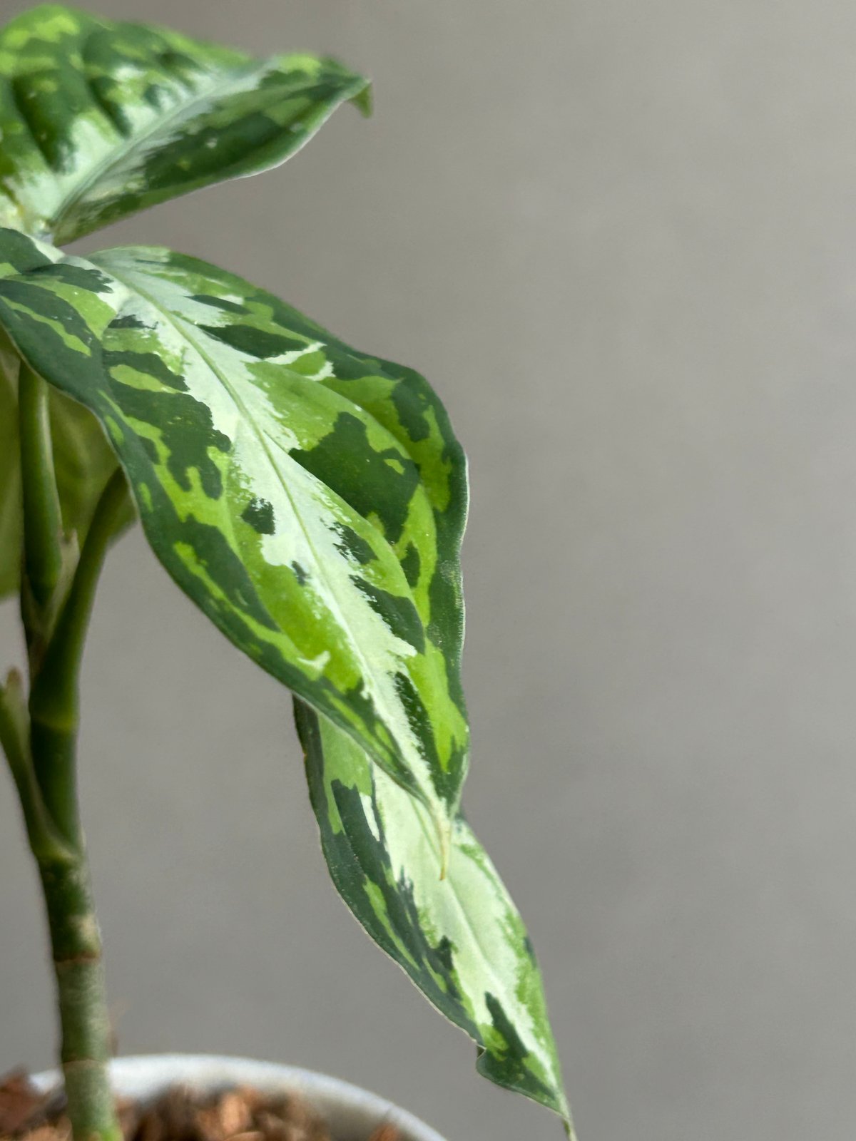 アグラオネマ ピクタム トリカラー + ground「Aglaonema pictum tri