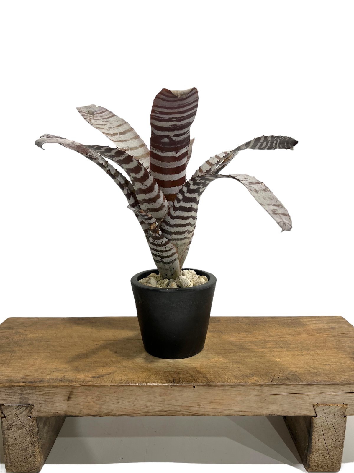 ブロメリア・エアープランツ Aechmea Black Ebony x Wide Leaf