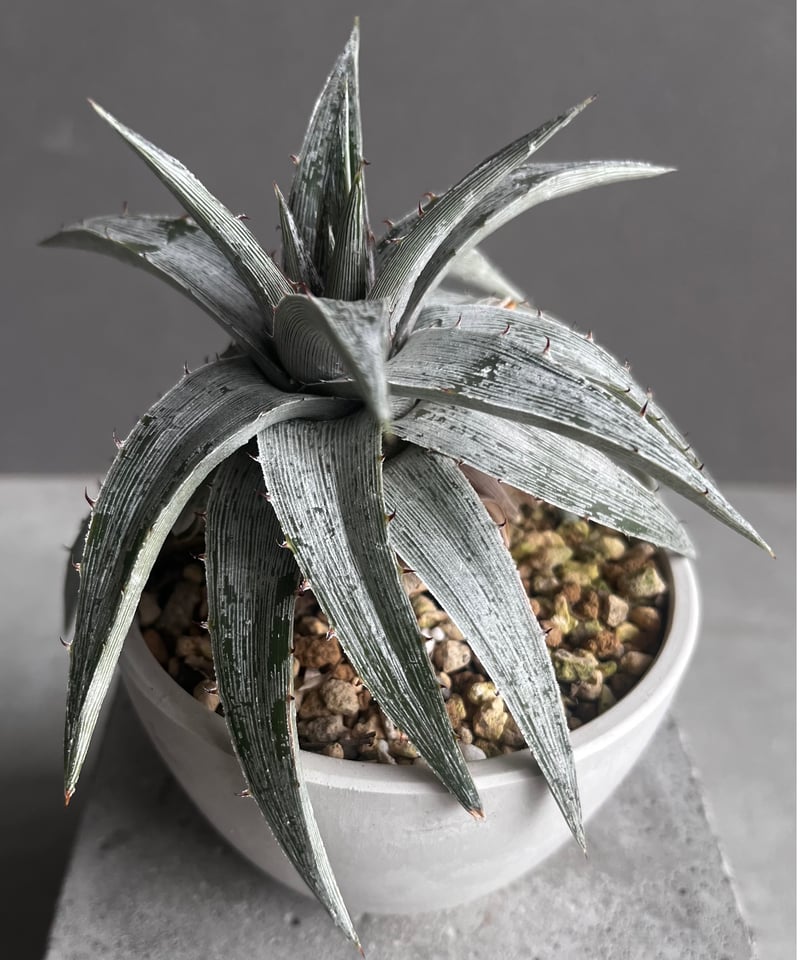 ディッキア マセドイ ホワイト クローン 「Dyckia macedoi white clon