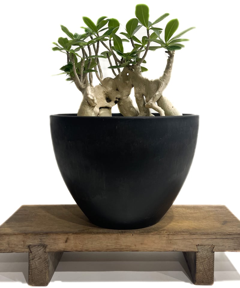 アデニウム アラビカム 'Bonsai スタイル'「Adenium arabicum 'Bon