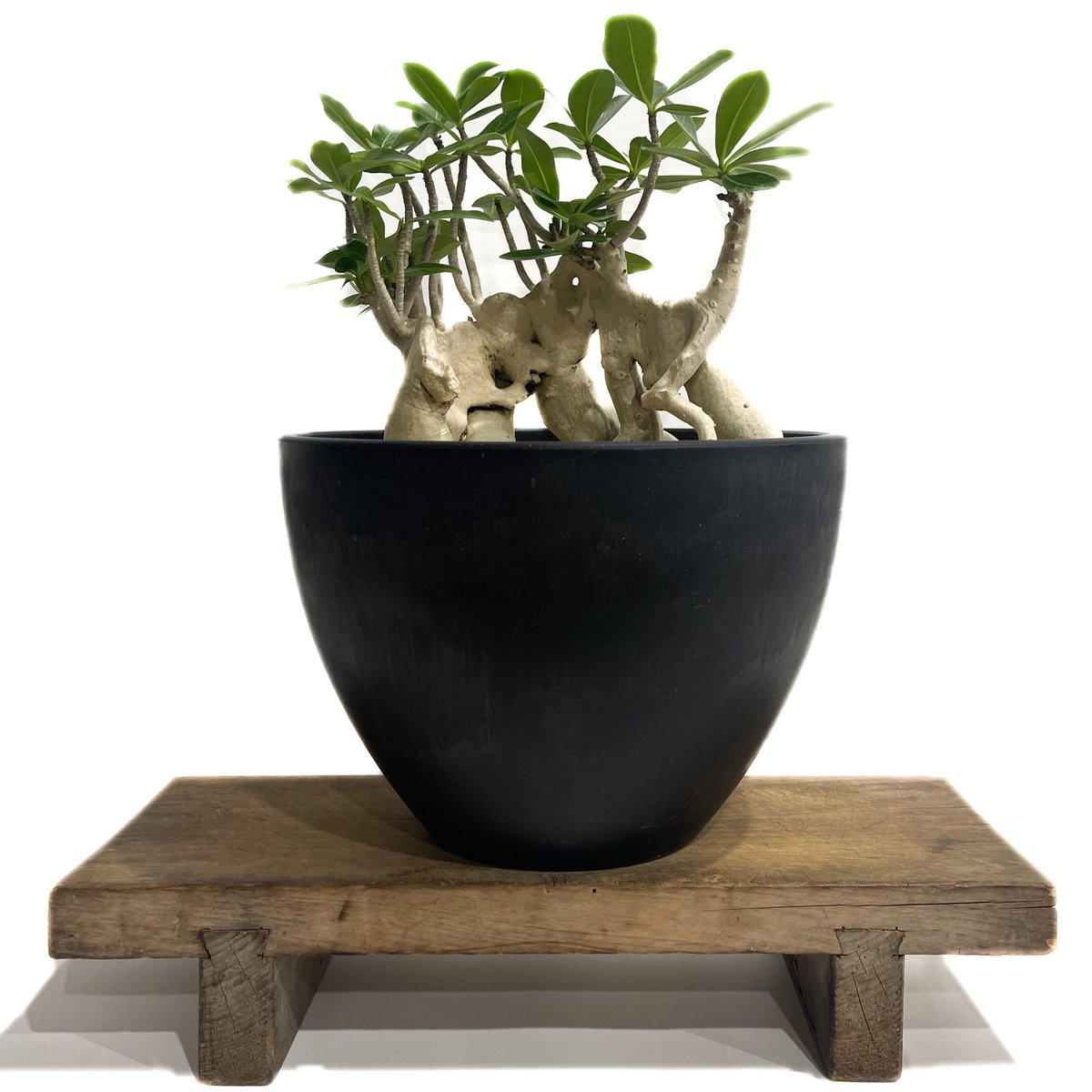 アデニウム アラビカム 'Bonsai スタイル'「Adenium arabicum 'Bon