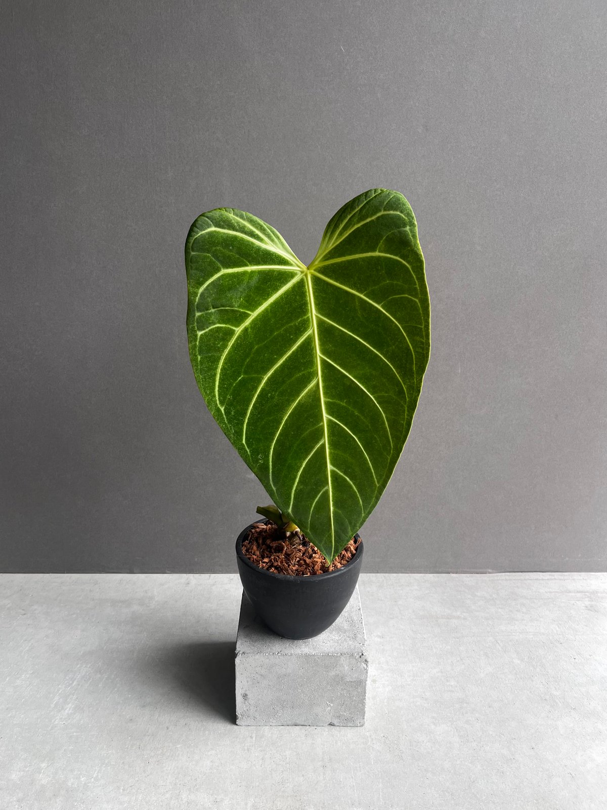 アンスリウム レガレ(コロンビア/ペルー) 「Anthurium regale (Colomb