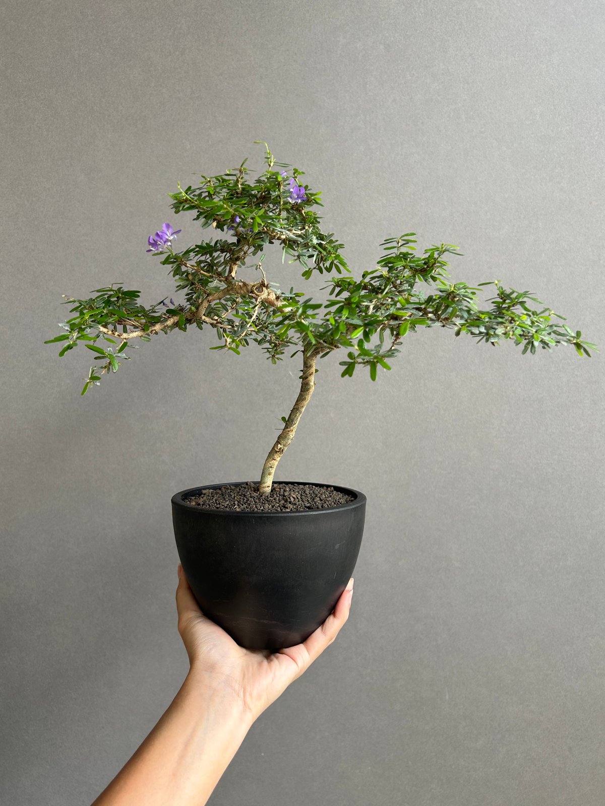うち” 盆栽 「“UCHI” BONSAI 」16I | SHOUCHIKUEN