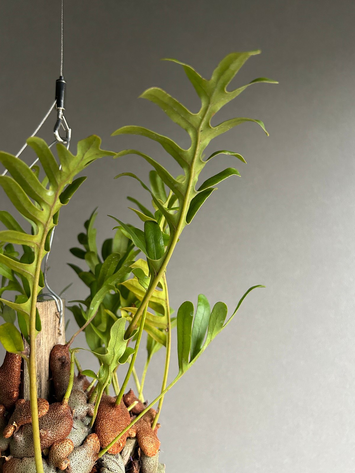 レカノプテリス クルスタセア「Lecanopteris crustacea」60J | SHO