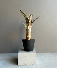 ボルネオ原産　Licuala mattanensis 'Mapu'　リクアラマプ ボルネオ原産 Licuala mattanensis 'Mapu' リクアラマプ ボルネオ原産