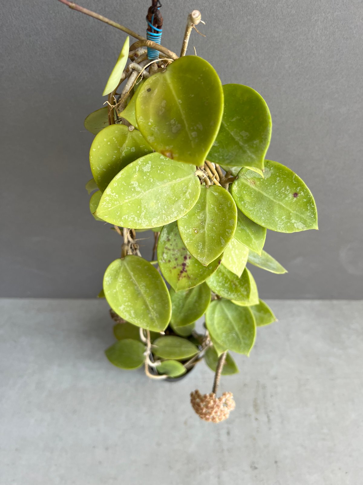 HOYA・ホヤ・Larisa・開花中・花座あり HOYA・ホヤ・Larisa・開花中・花座あり HOYA・ホヤ・Larisa・開花中