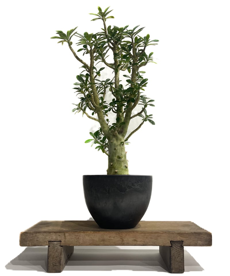 実生 ドルステニアギガス大株 日向土