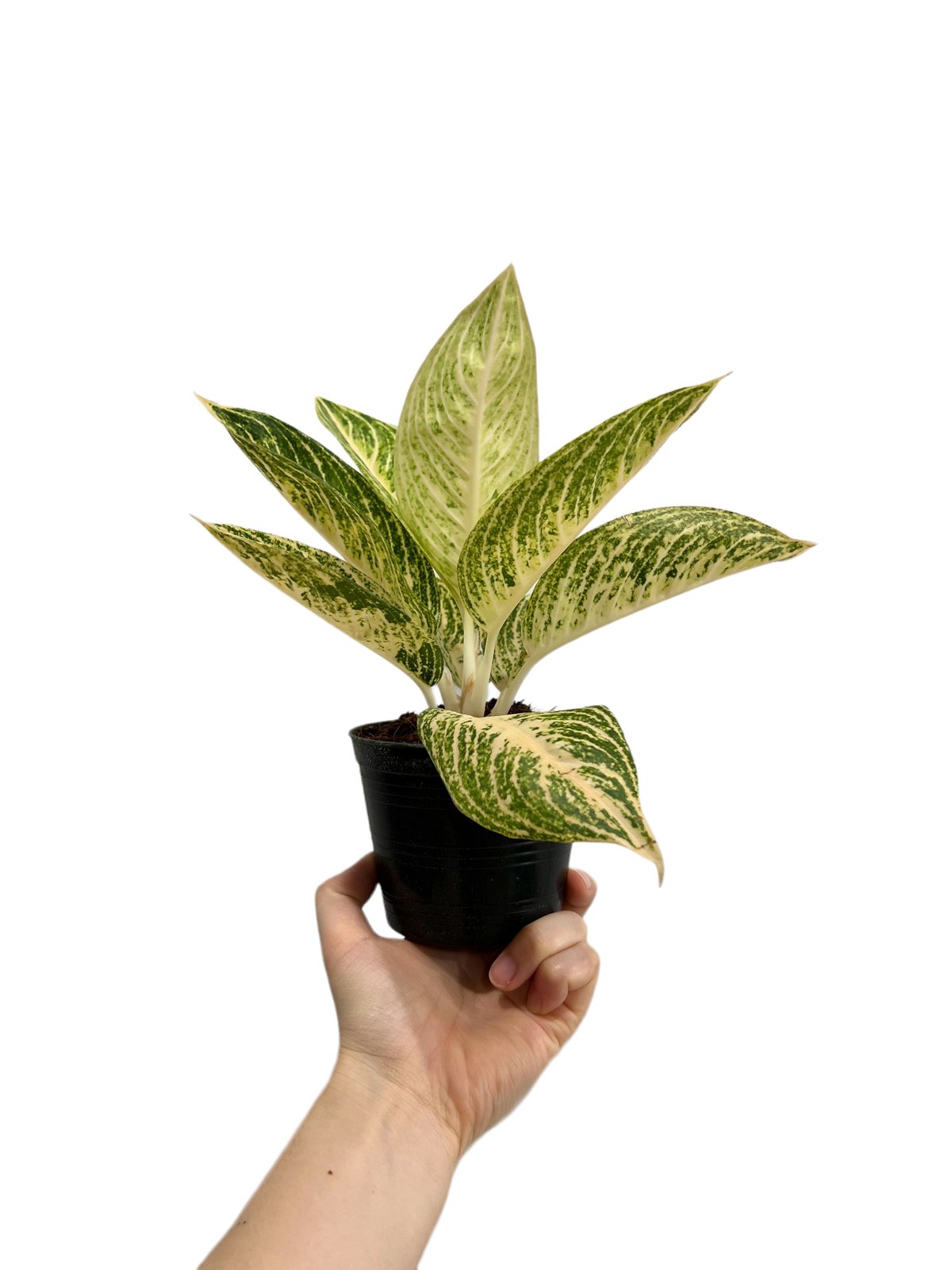 アグラオネマ ホワイト レガシー 「Aglaonema White Legacy」78L |